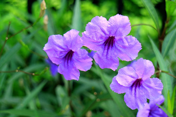 Close-up of Bright Purple Mexican Petunia or Ruellia Simplex on Blurry Vibrant Green Foliage