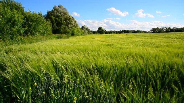 Rye field and trees during a strong wind