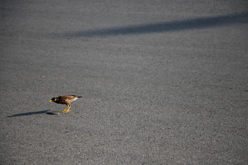 Mynas bird finding some food on the road
