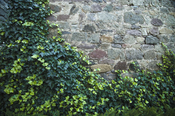 A stone wall covered with ivy.