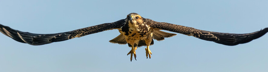 Hawk - Soar