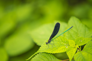 ハグロトンボ、金青色の胴を持つ6ｃｍ程度のトンボです。