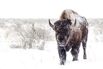 Fototapeten Cold Walk - American Bison © Bernie Duhamel