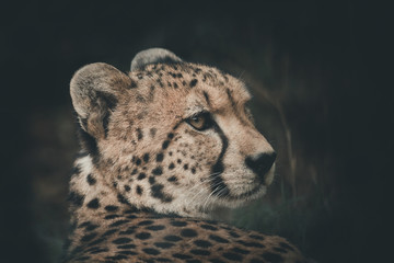 Cheetah rested, but the eyes still look victim. black tear-like streaks on the face , Endangered on the IUCN Red List , color vintage style , South Africa