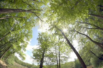 Sonne von unten im Wald