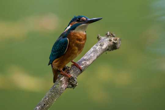 Wildlife photo of sitting kingfisher watching the surroundings