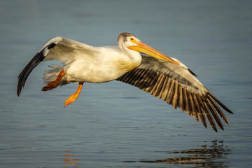 Sunset Flight Pelican