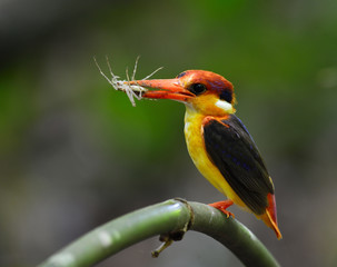 Black-backed or Oriental Dwarf kingfisher  (Ceyx erithaca) bird in the family Alcedinidae, carrying a spider prey to feed its chicks