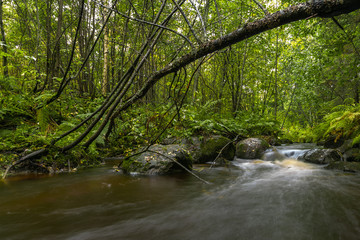 Obraz premium Forest river autumn colors long exposure