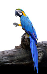 Blue and Gold Macaw Parrot bird perching on wooden log with a half isolated on white background, beautiful blue bird © prin79
