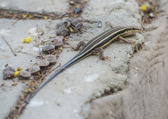 Blue-tailed skink lizard on a rock wall