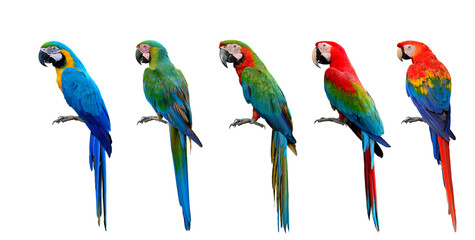 Beautiful set of macaw parrot birds compilation, Scarlet, Green-winged, Harlequin, Buffon and Blue and Gold, exotic parrots collection © prin79
