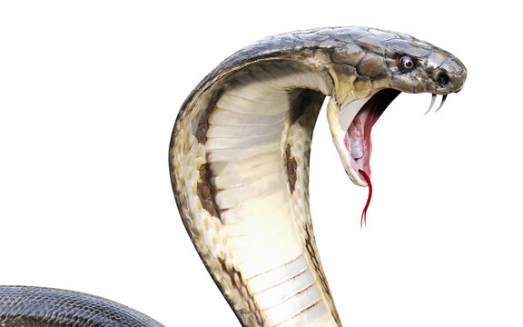 3d King Cobra The World's Longest Venomous Snake Isolated on White Background, King Cobra Snake, 3d Illustration, 3d Rendering