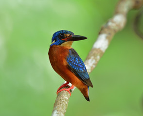Blue-eared kingfisher (Alcedo meninting) a beautiful blue bird with rufous belly to chest perching on vine stick, fascinated nature