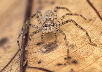 huntsman spider close-up