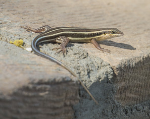 Blue-tailed skink lizard on a rock wall