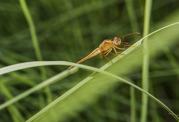 close-up view of dragonfly sitting on a leaf 