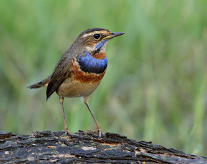 Bluethroat (Luscinia svecica) a wintervisitor to Thailand blue color on its throat bird while perching on wooden pad over green background