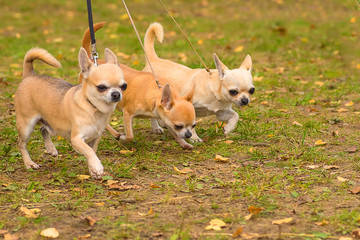 Chihuahua dog Close-up