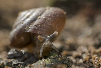 closeup shot of snail came out from its shell 