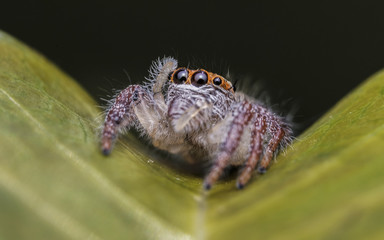 jumping spider close-up