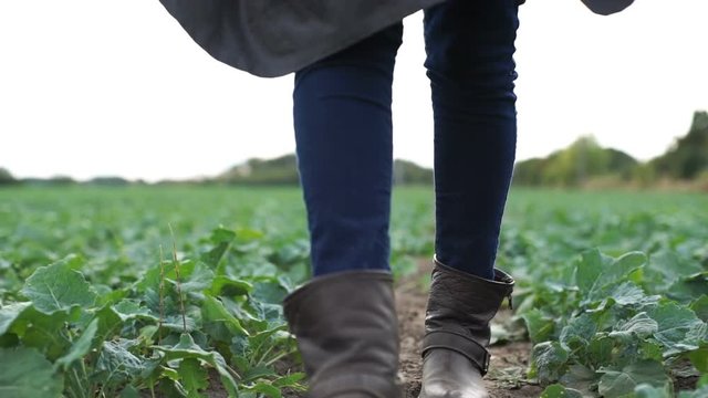 A farmer walks the field of beets