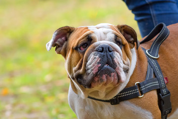 English Bulldog Close-up