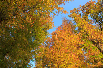 Autumn forest with colorful trees and sky.
