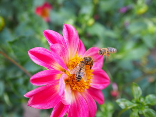Bienen auf pinker Blume im botanischen Garten Köln