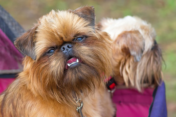 Brussels Griffon dog close-up