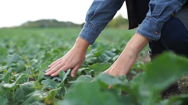 Farmer checks the young beet crop on the field