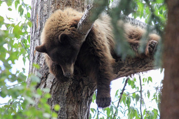 Obraz premium Mommy Bear in downtown Aspen, Colorado