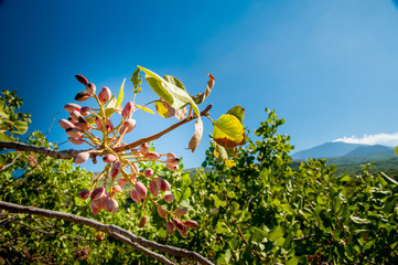 Closeup view of a pistachio bunch on tree during harvest time in Bronte, Sicily, and Mount Etna in...