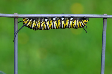 Monarch butterfly caterpillar on a wire fence.