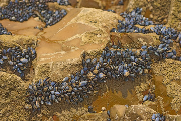 common mussels on rock