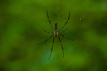 Spider on Web in Forest