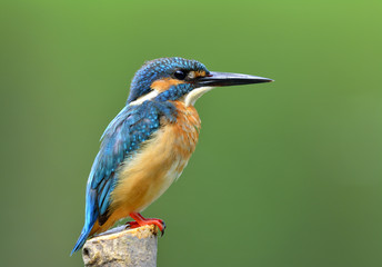 Common Kingfisher (Alcedo atthis)  beautiful fine blue bird perching on the pole over blur green background, colorful bird