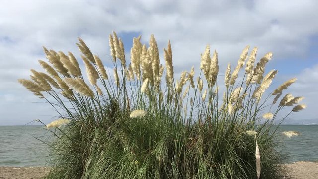 4K HD video of a clump of pampas grass blowing in the breeze on a California beach, water in background. Pampas grass is highly adaptable and can grow in a wide range of environments and climates.