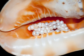 Isolated on black decorative shell with mother of pearl and a necklace of pearls . Close-up.