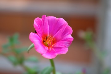 Fiore con Formica