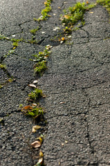 Grass growing out of asphalt cracks on the ground