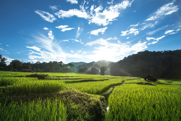 Fototapeta na wymiar Rice fields in bright nature with evening light hut in the middle of the rice field
