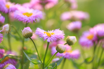 The purple Alpine Aster Aster alpinus close up at the sunset. Background