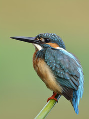 Common Kingfisher (Alcedo atthis) beautiful blue bird calmly perching on a bamboo stick with its side feathers profile over green blur background, exotic nature