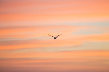 Seagull in Flight During a Florida Sunset