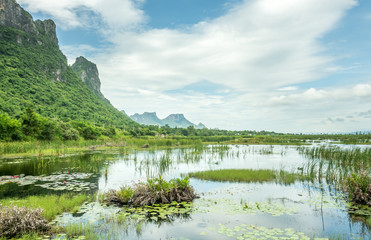 Fototapeta premium Lotus pond with natural scene