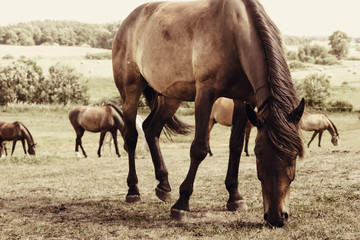 Fototapeta premium Brown wild horse on meadow idyllic field