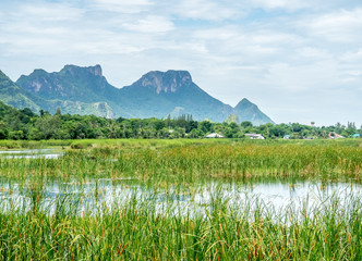 Lotus pond with natural scene