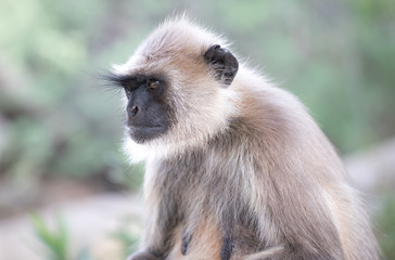 Langur Monkey