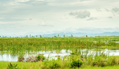 Lotus pond with natural scene